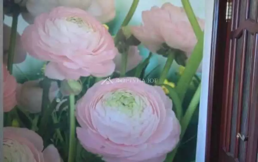 Виноградная улица
