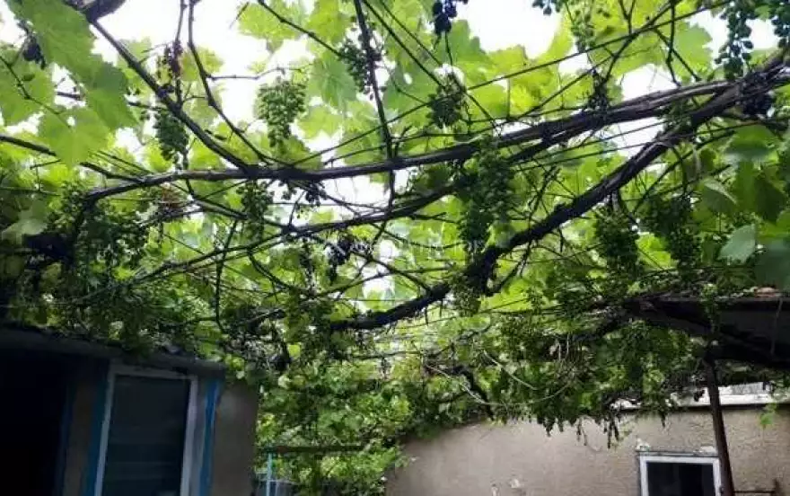 ул Зеленая