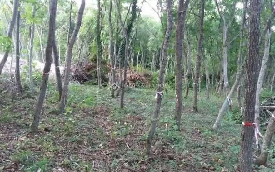 ул Шаумяна