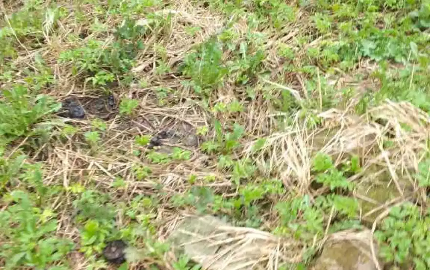 Солнечный пер