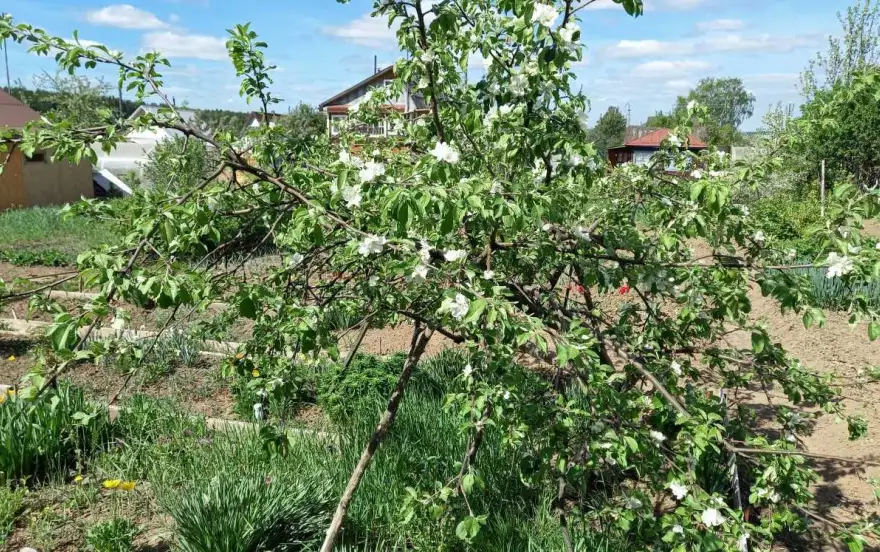 Грушевая, 318