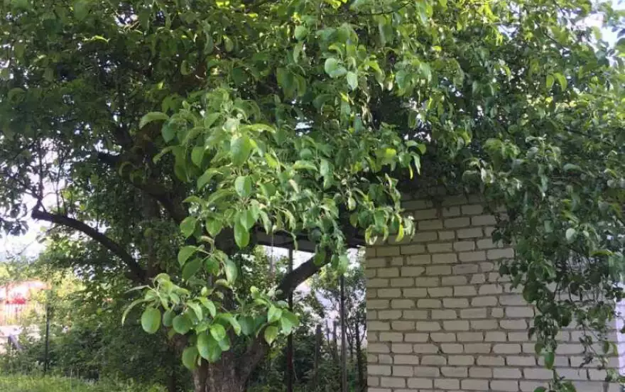 Тепличная улица, 20