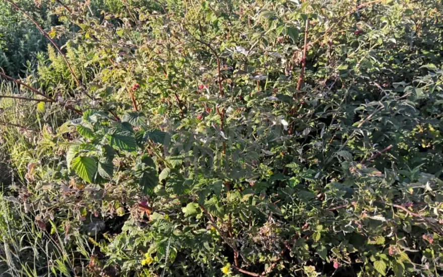 5-я Линейная улица