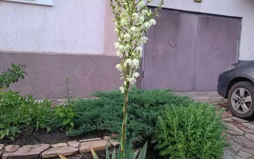 улица Комиссара Санюка