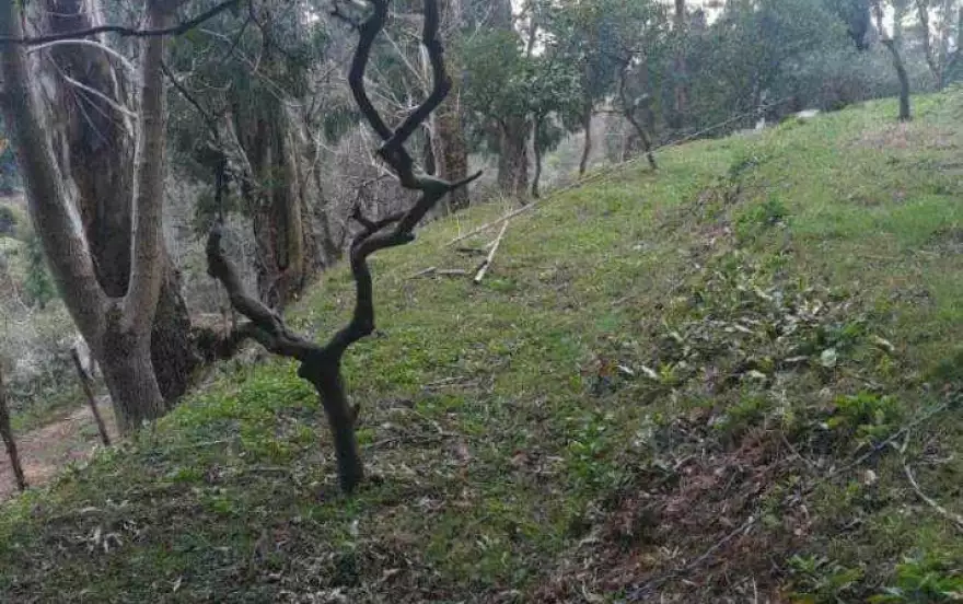 село Цихисдзири