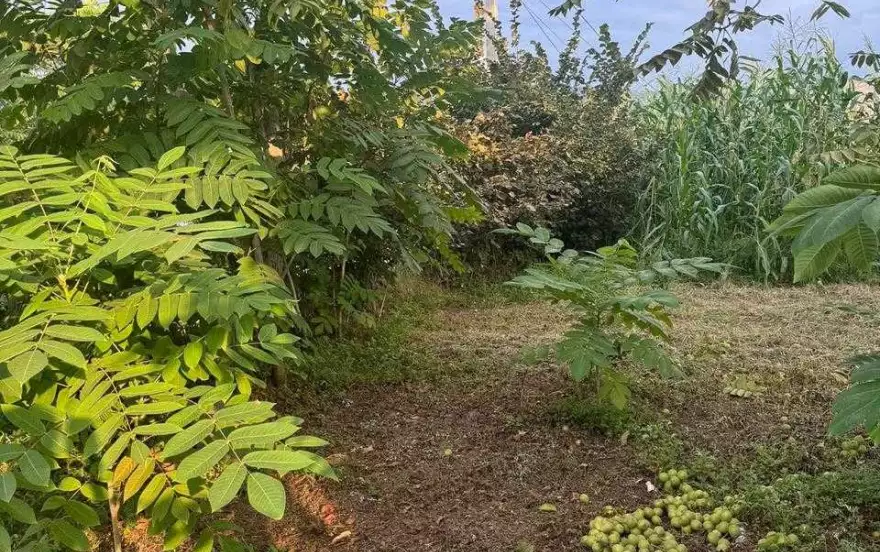 აკაკი შანიძის ქუჩა მე-3 ჩიხი, #61