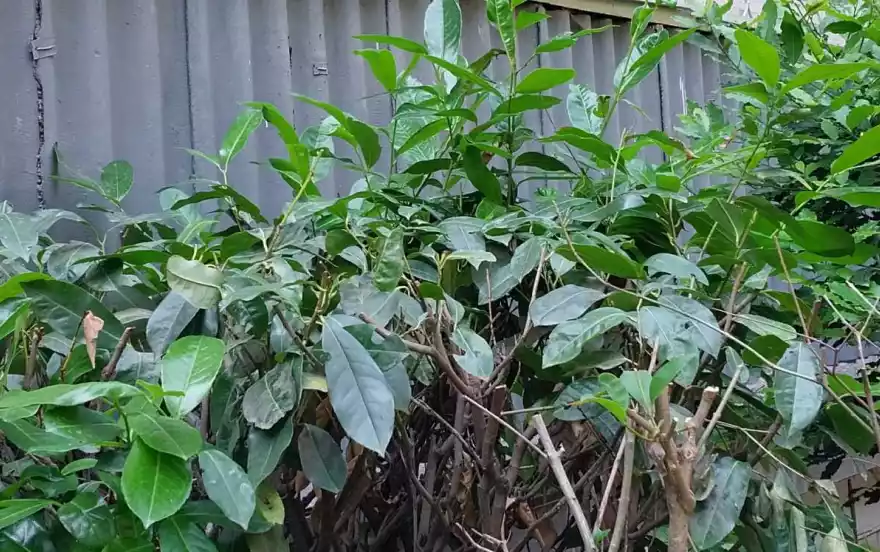 Россия, Республика Крым, Алушта, улица Симферопольская, д.22