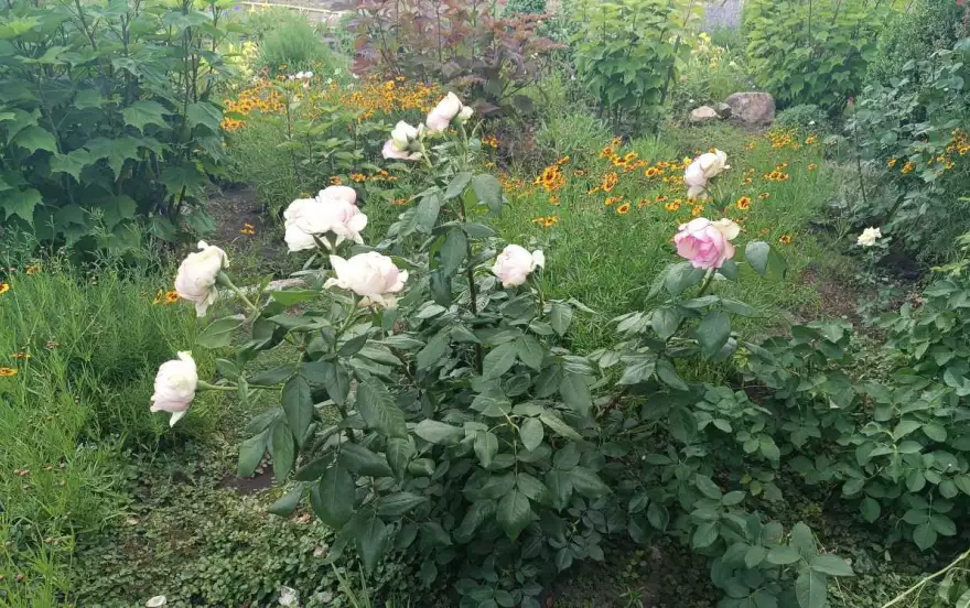 улица Советская
