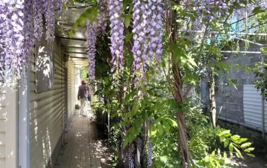 Тенистая улица