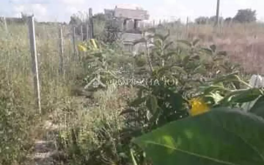 ул Ясеневая
