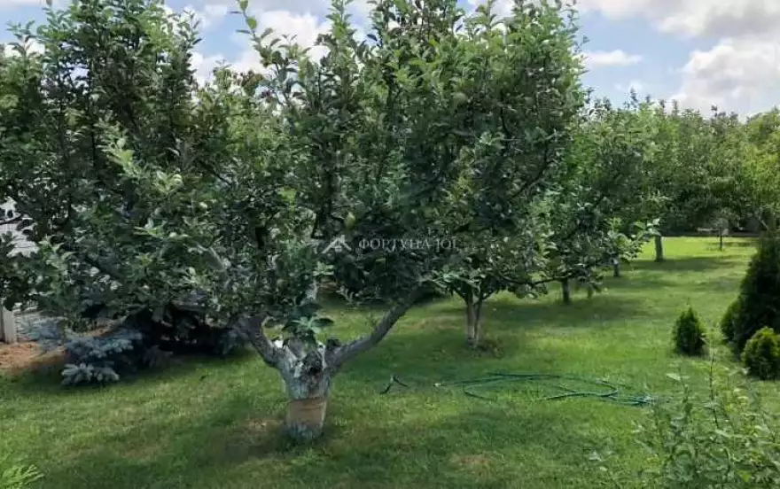 Центральная улица