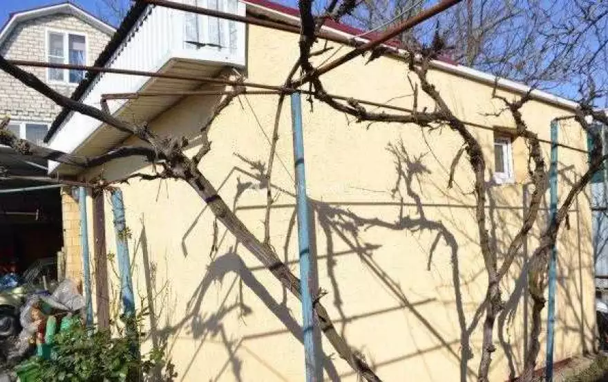Абрикосовая улица