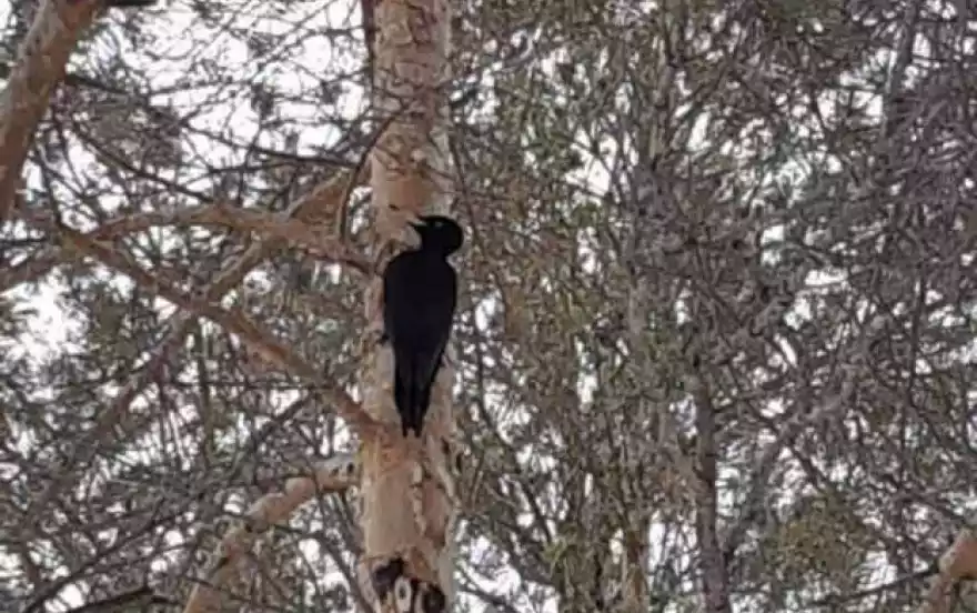 41 км Красноглинского шоссе улица