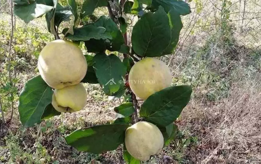 ул Советская