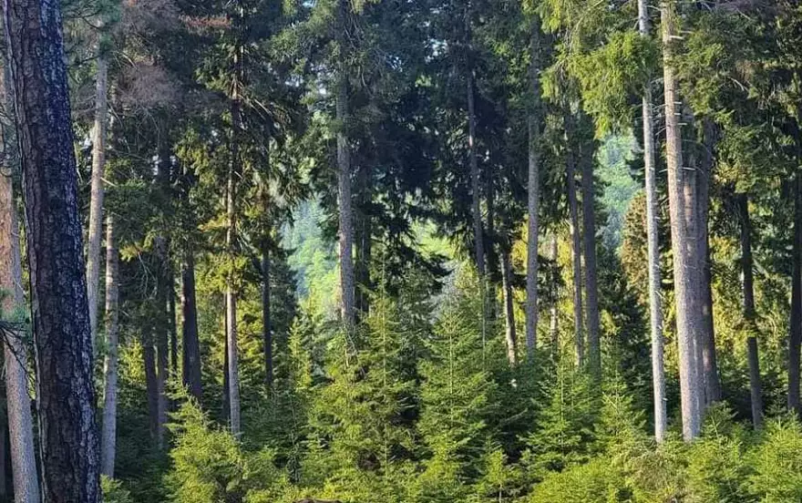 село Арагвиспири