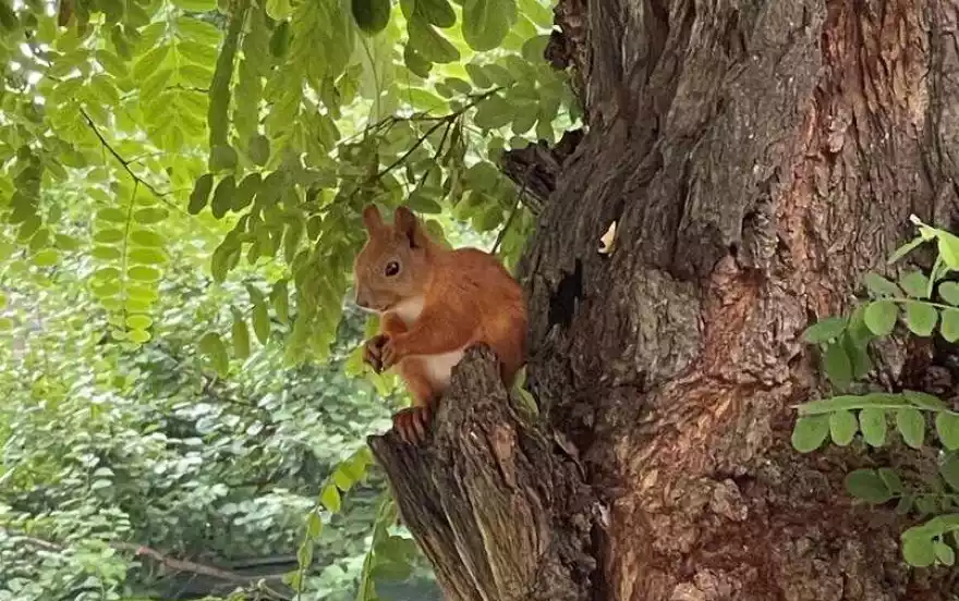 городок Пархоменко