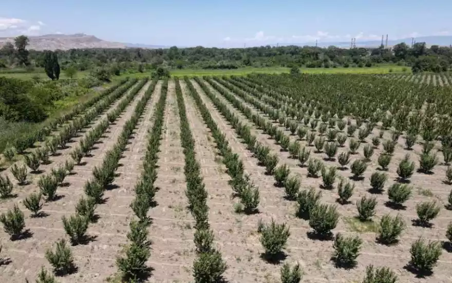 улица Гардабани